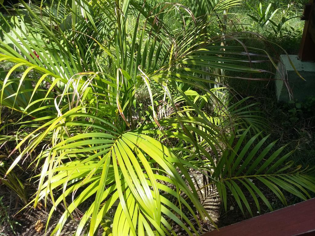 Kalinka Inn Ilhas Gili Exterior foto